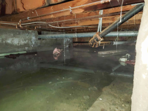 Best Basement water damage restoration  in Fairforest, SC